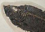 & Diplomystus Fish Fossils - Wyoming #18058-3